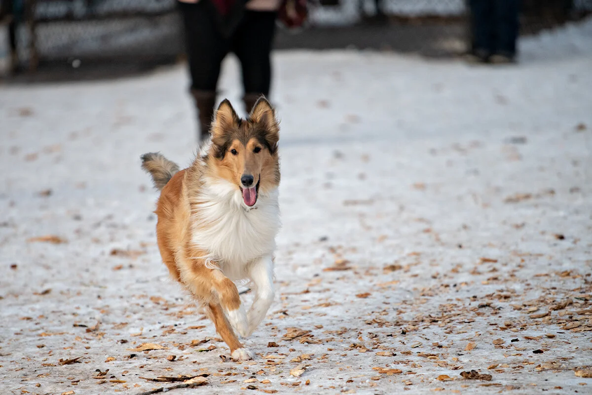 more dog pictures. better get used to it...