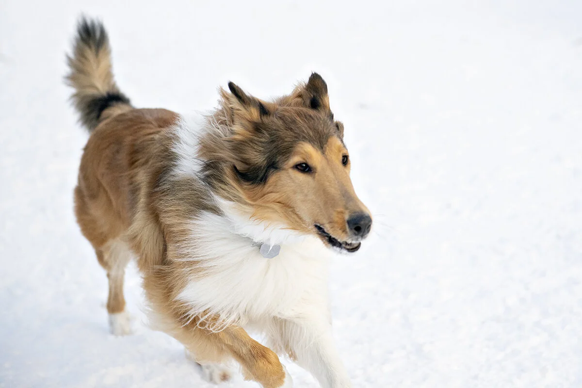 more dogs. more fun. more trouble.