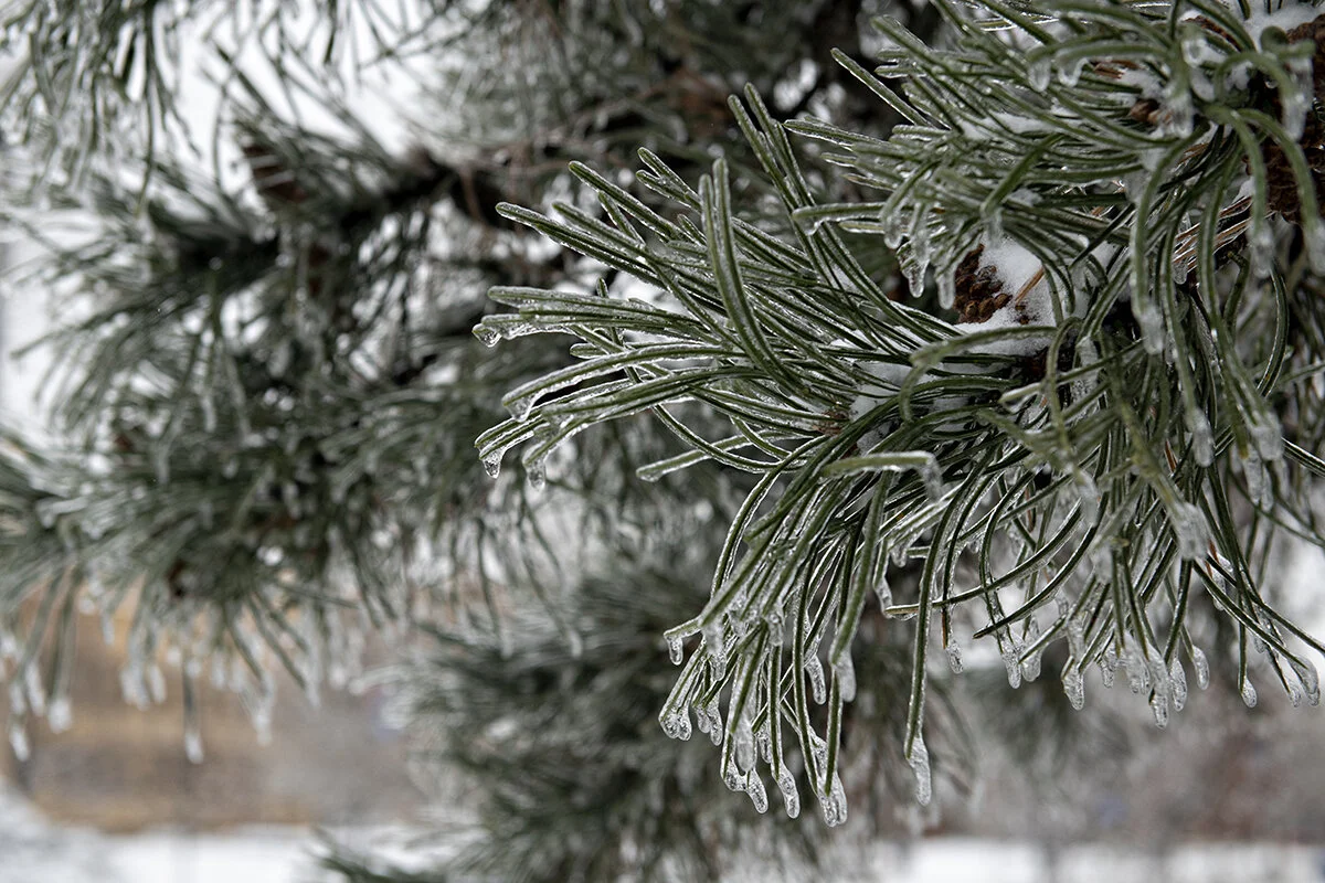 winter storms abound