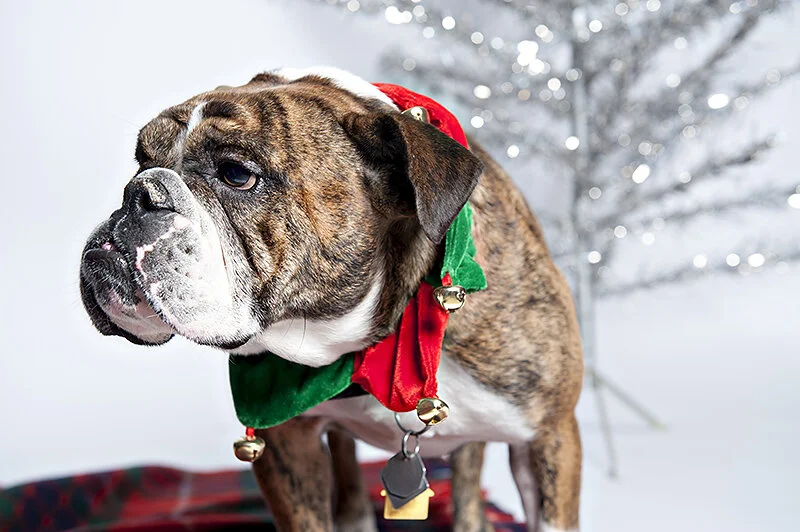 holiday dog shoot // woof central