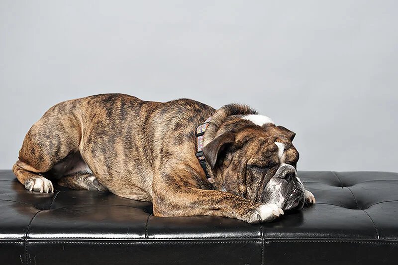 holiday dog portraits // the outtakes