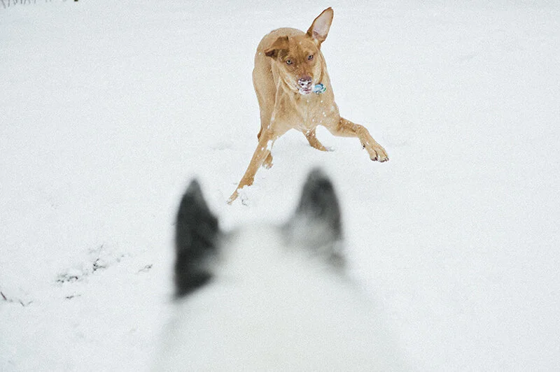 snow day with the kids // first big snow of 2013