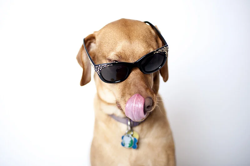 dogs and sunglasses