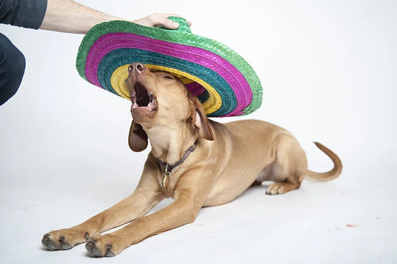magda vs. the sombrero