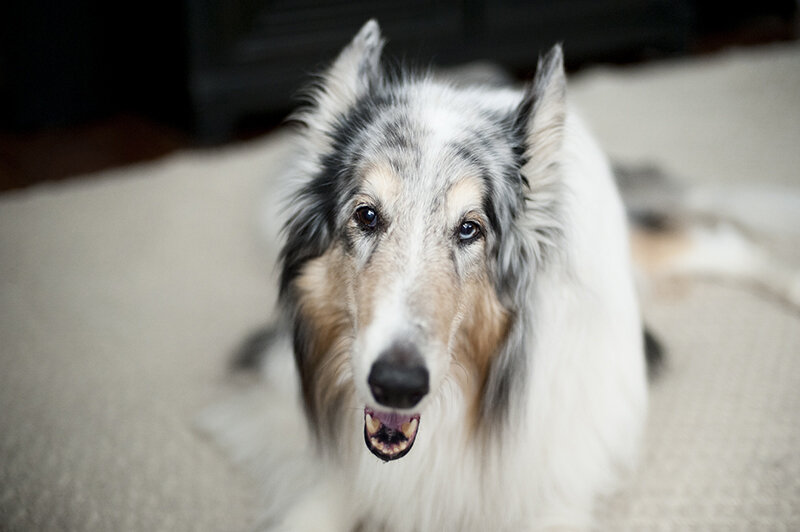 monday with magda // in the doghouse