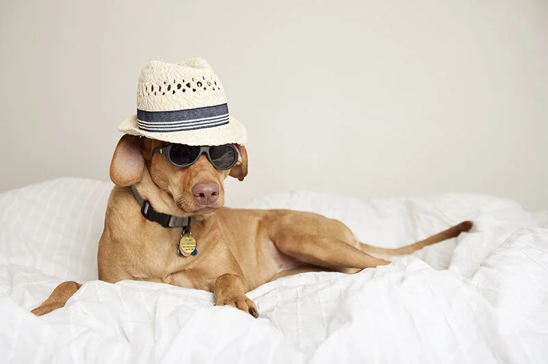 monday with magda // happy labor day from the hell beast