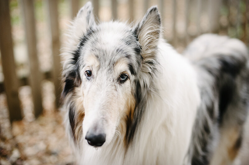 monday with merlin // my sweet boy