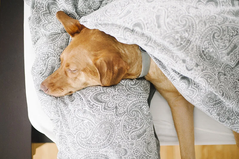 monday with magda // cover hog