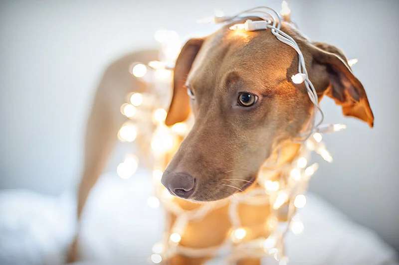 monday with magda // santa's little helper