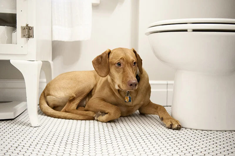 hiding on heated floors