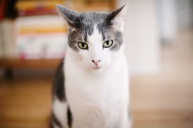 this cat sums up my day