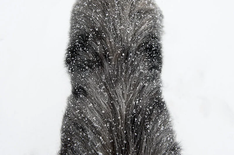 snowy morning
