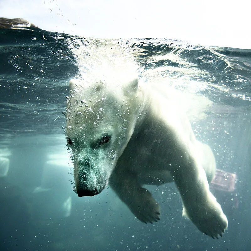 polar bears!