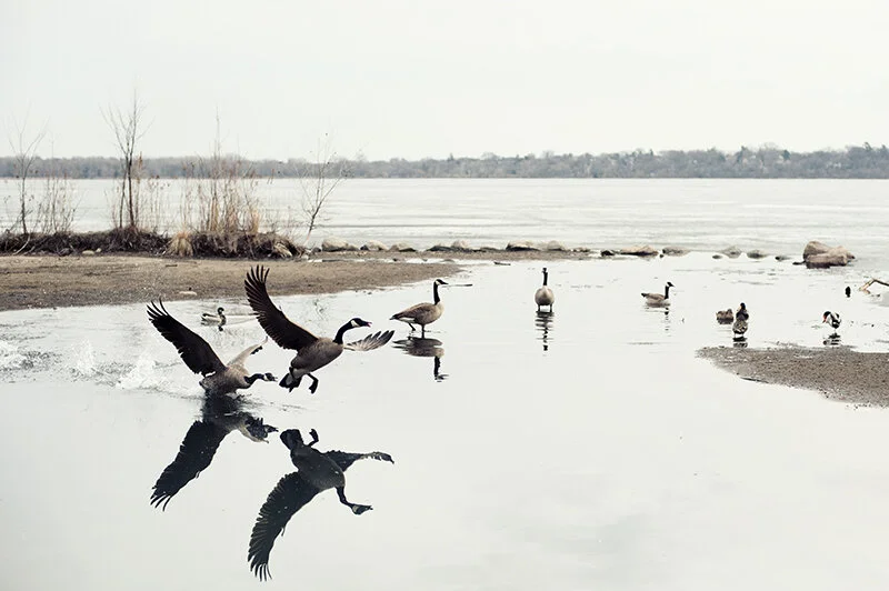 goose gettin' goosed
