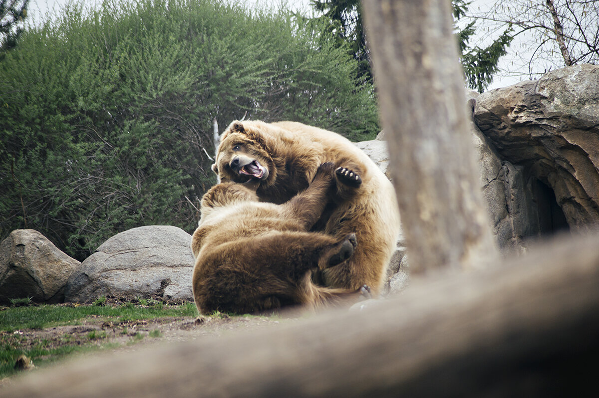 0422bears2w.jpg