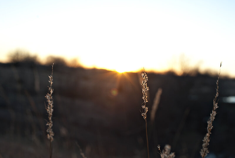 0106wheatsm.jpg