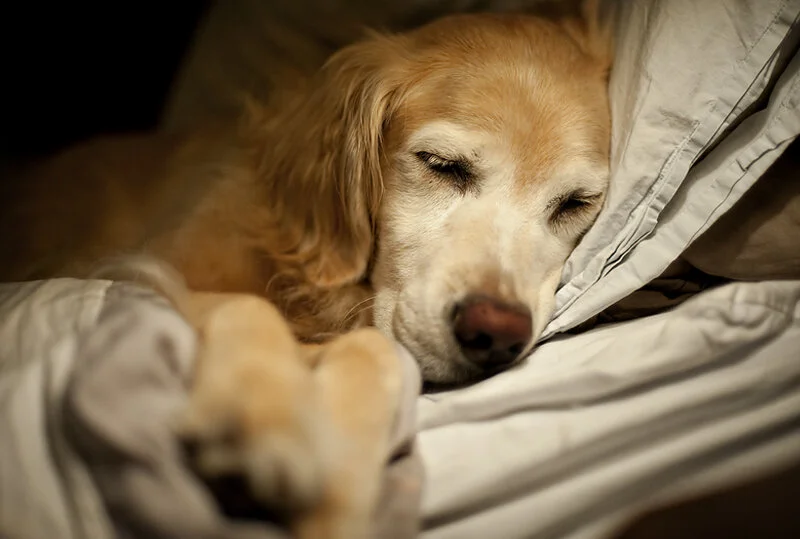 sleepysm.jpg