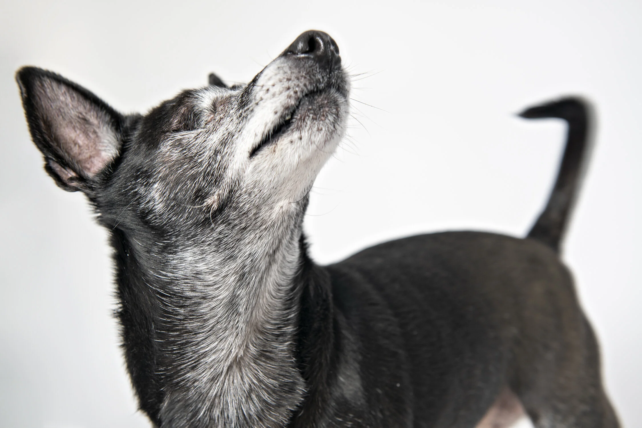 minneapolis-dog-photographer-in-studio-02262020-03.jpg