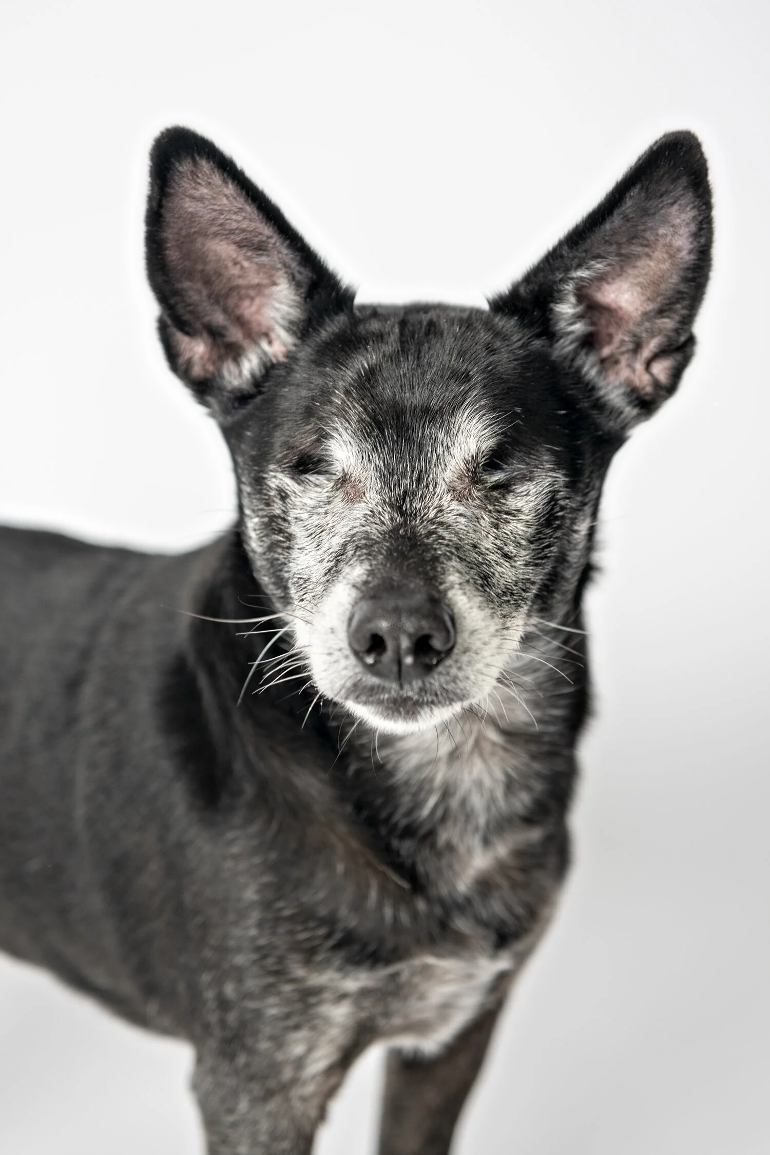 minneapolis-dog-photographer-in-studio-02262020-04.jpg