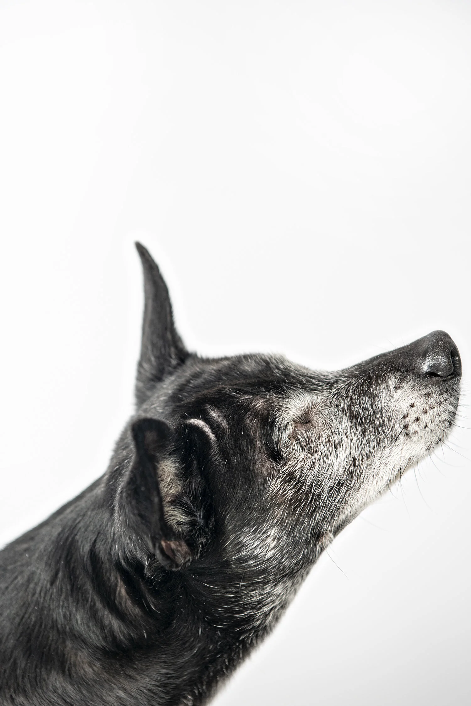 minneapolis-dog-photographer-in-studio-02262020-05.jpg