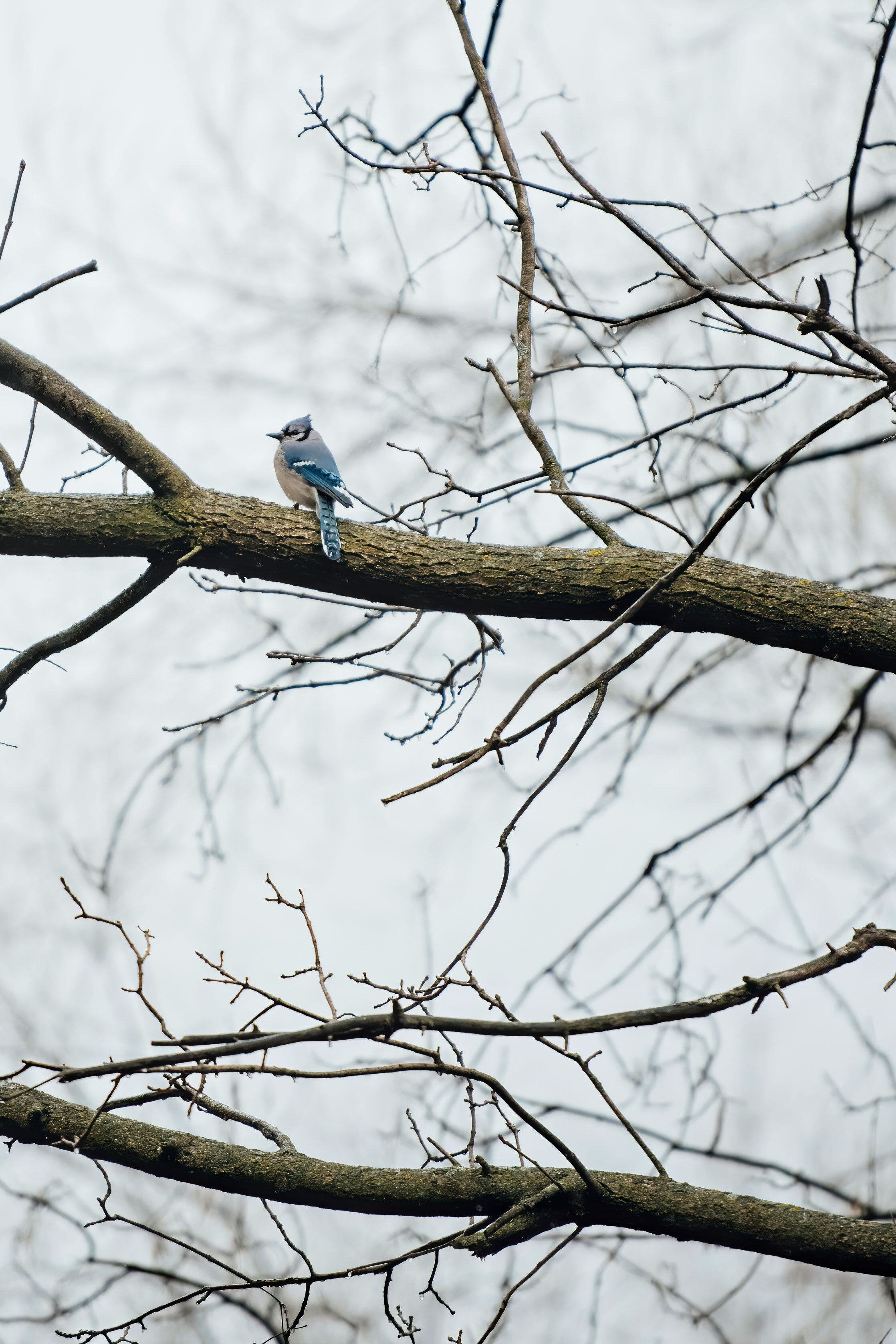 bluejay-nature-photography-minneapolis-01.jpg