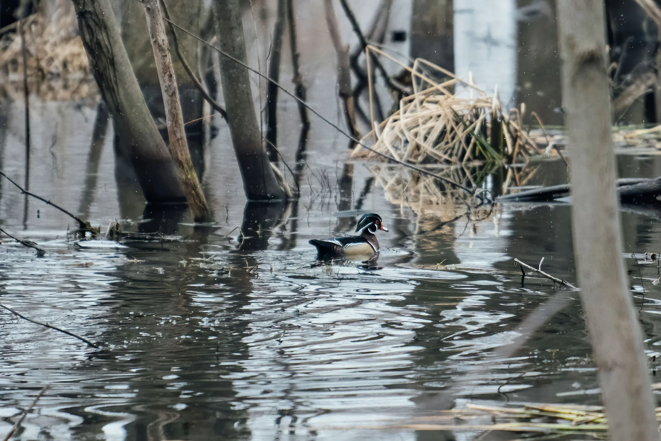 wood-duck-nature-photography-minneapolis-01.jpg