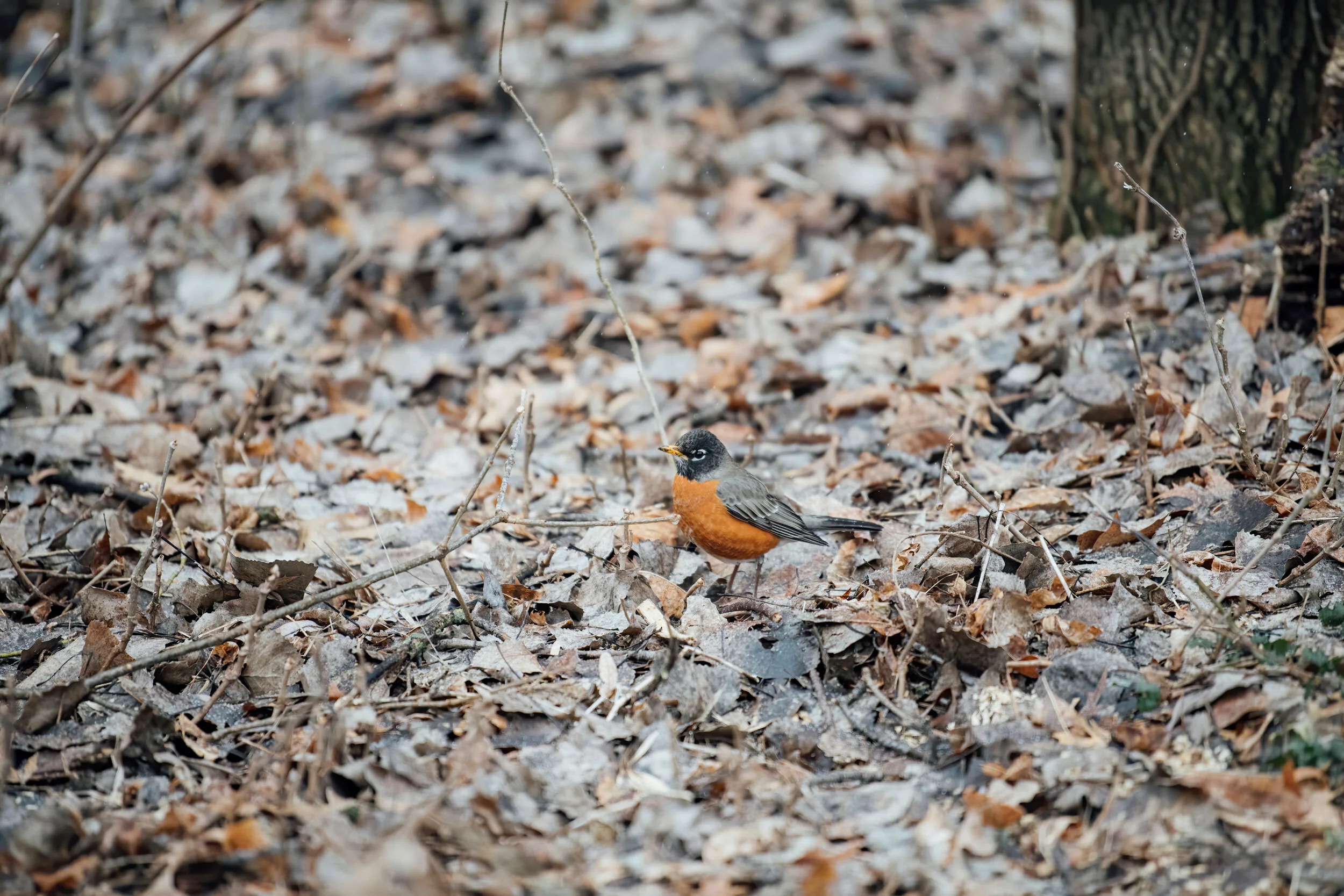 robin-nature-photography-minneapolis-01.jpg