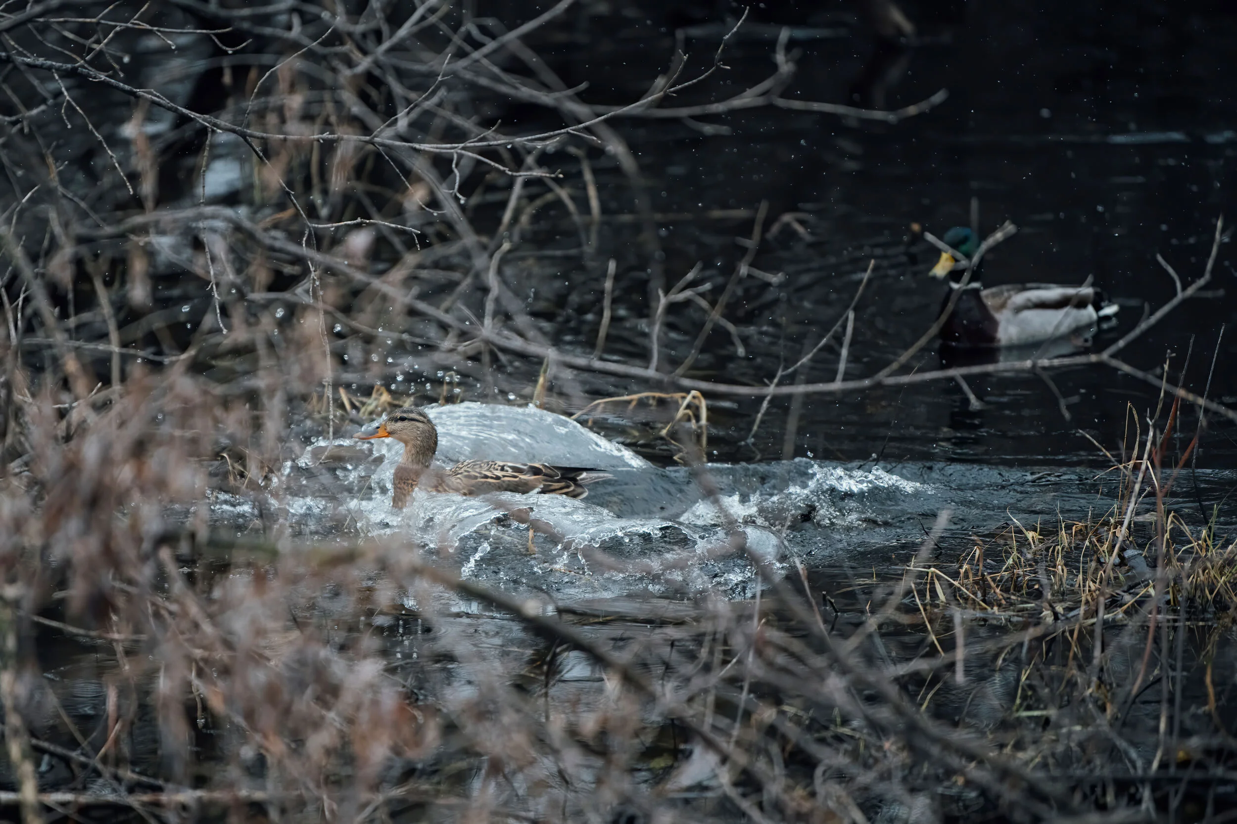 mallard-nature-photography-minnesota-shuttersmack-04.jpg