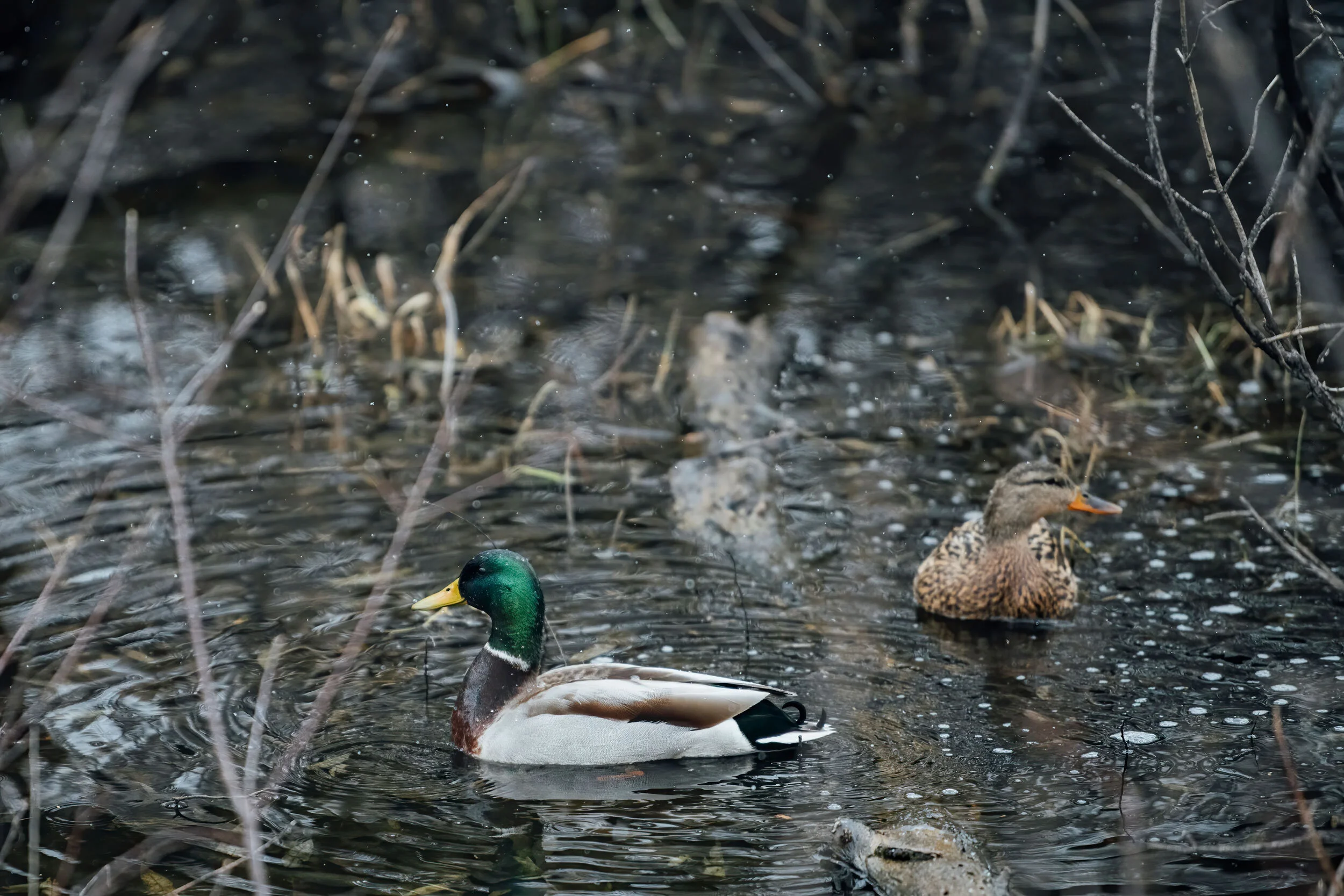 mallard-nature-photography-minnesota-shuttersmack-03.jpg