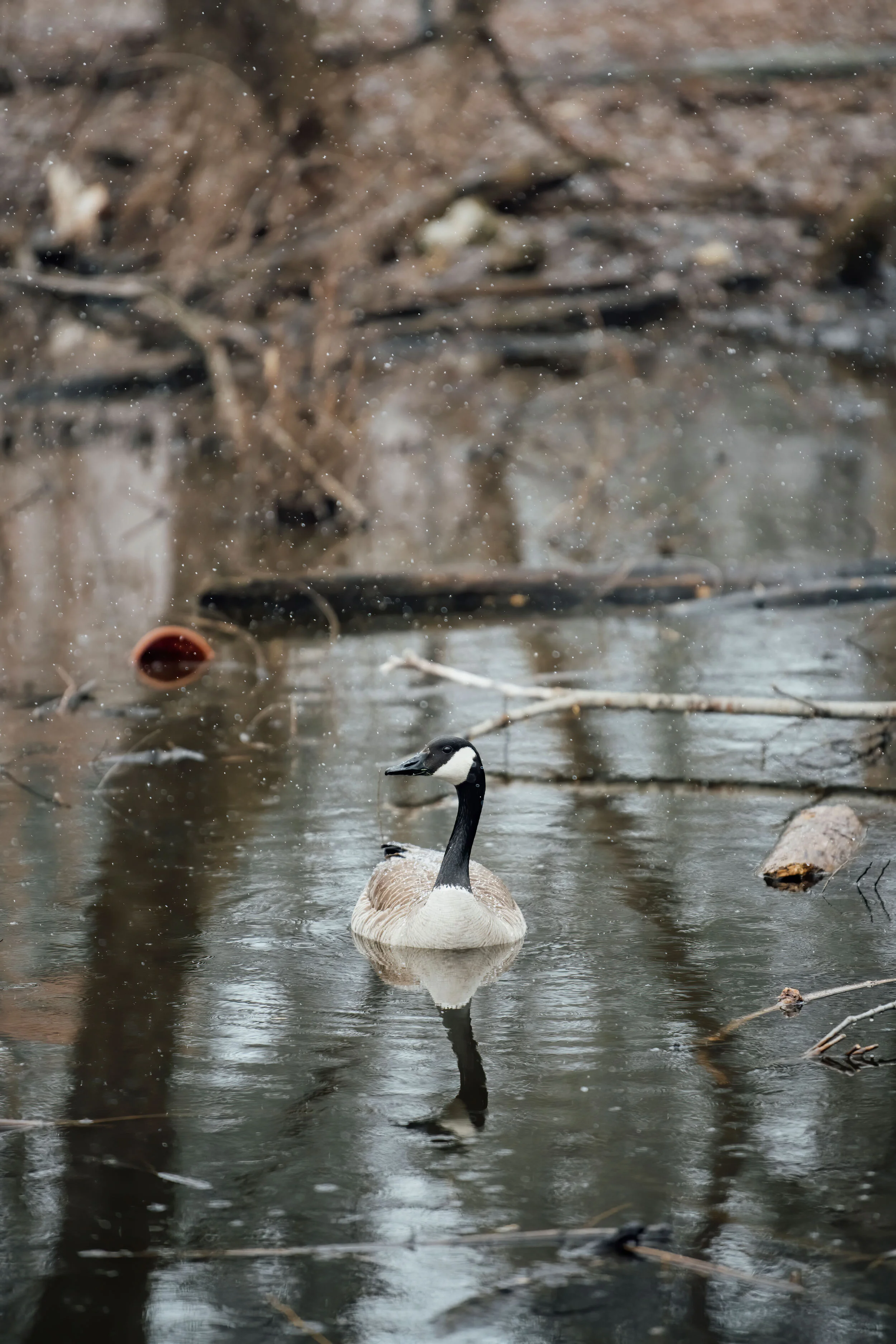 canada-geese-minneapolis-nature-photography-shuttersmack-01.jpg