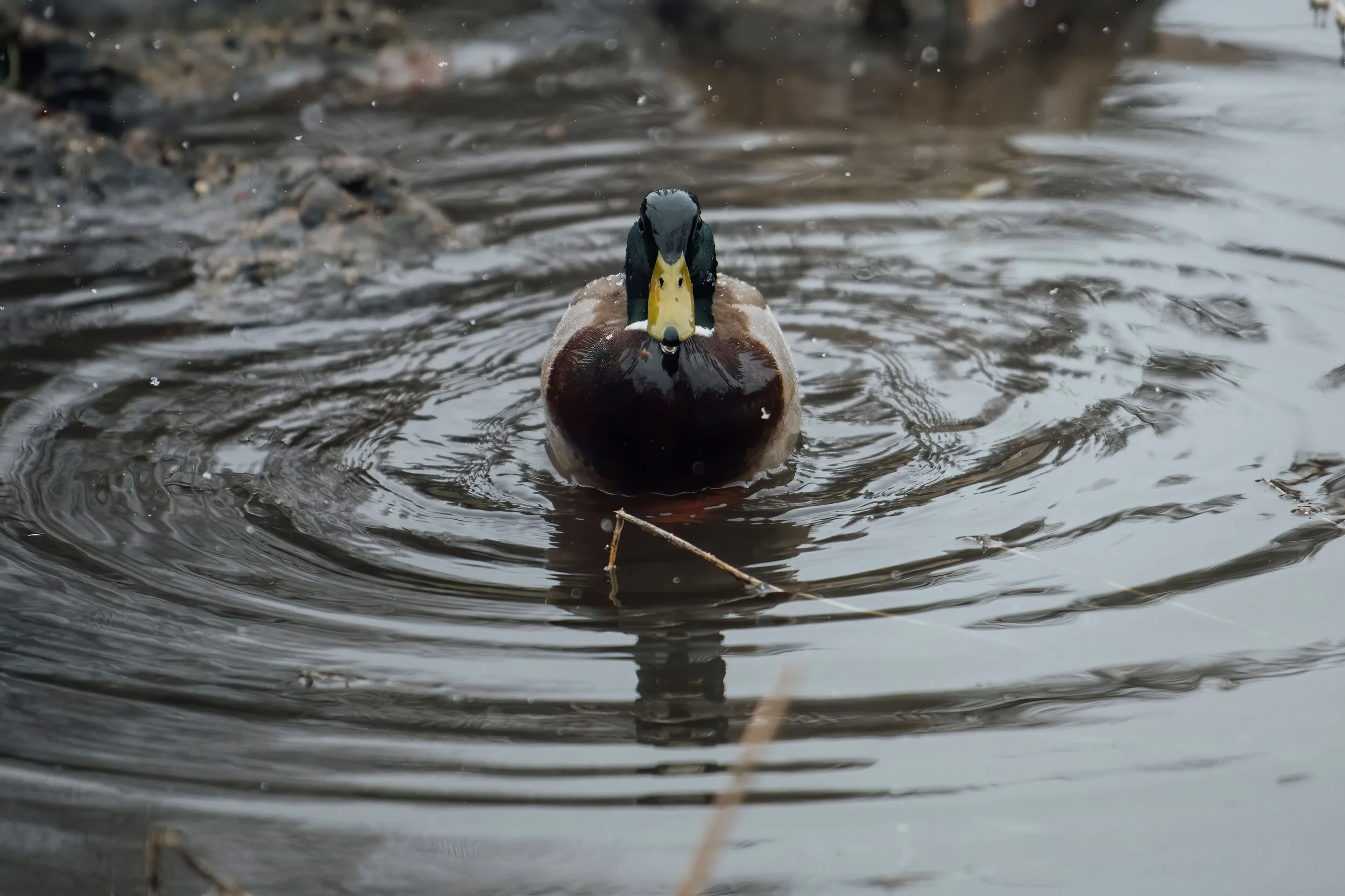 mallard-nature-photography-minnesota-shuttersmack.jpg