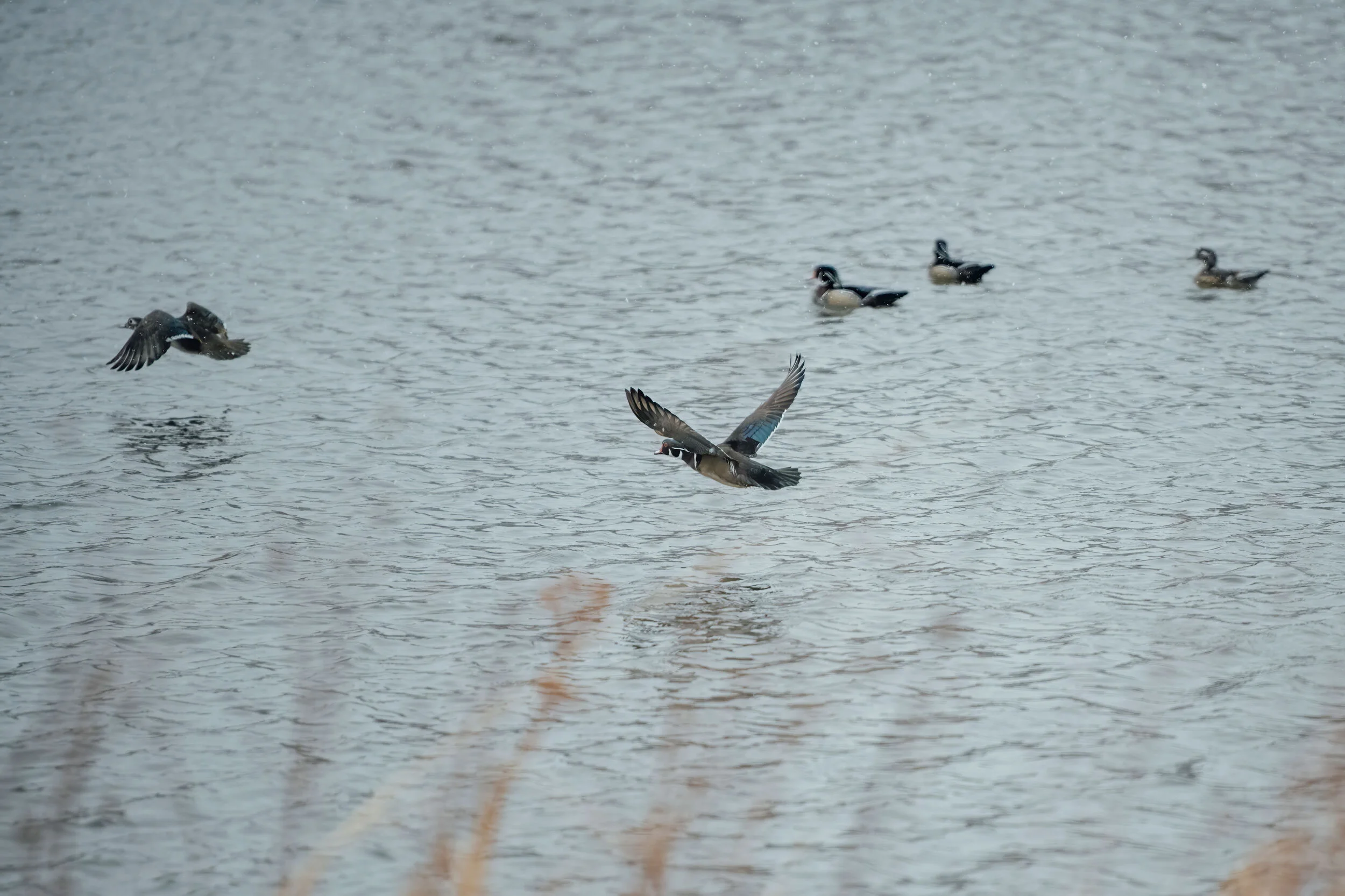 woodducks-nature-photography-shuttersmack-minnesota-01.jpg