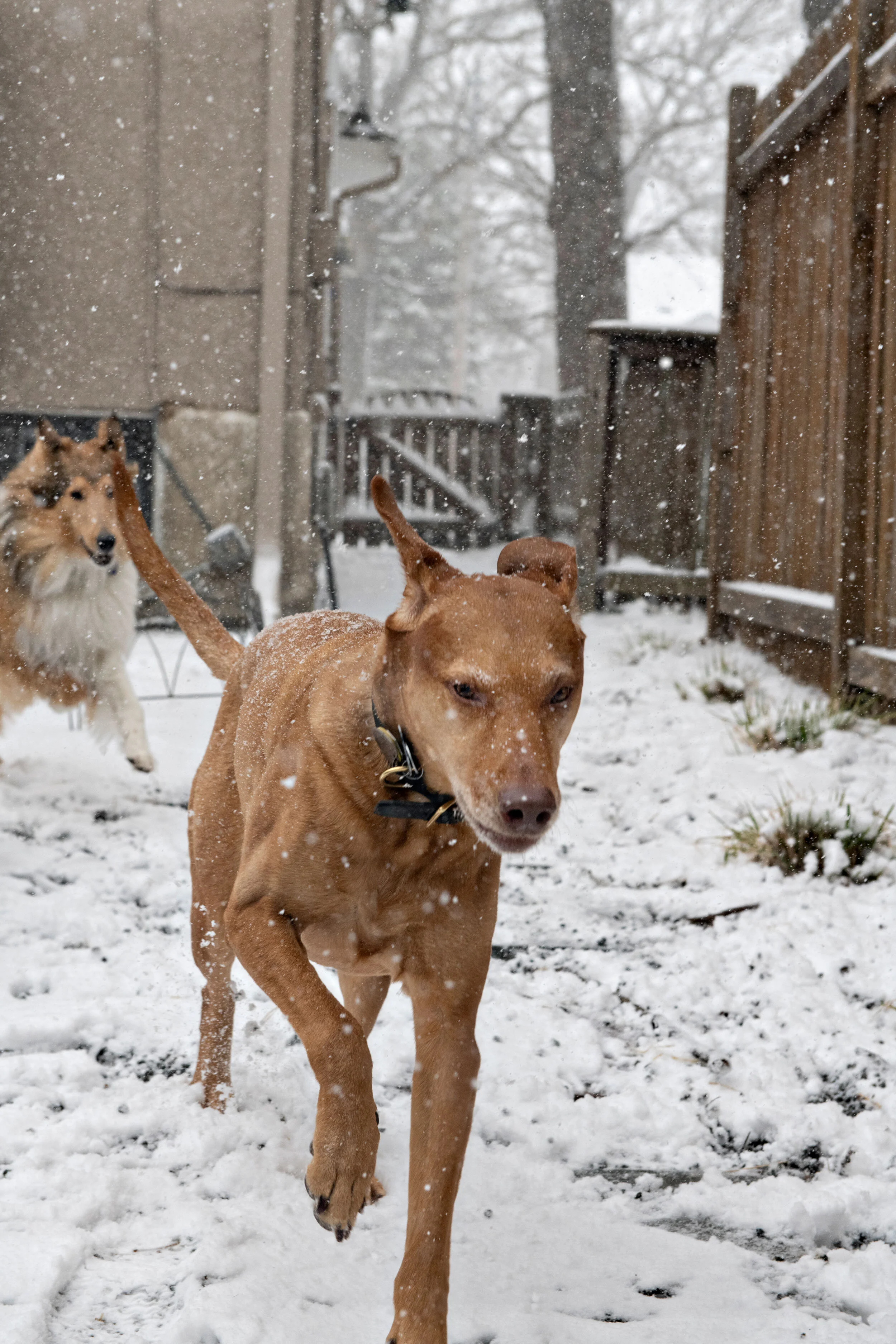 Minneapolis-dog-photographer-outside-snow-Plesser-041220-02.jpg