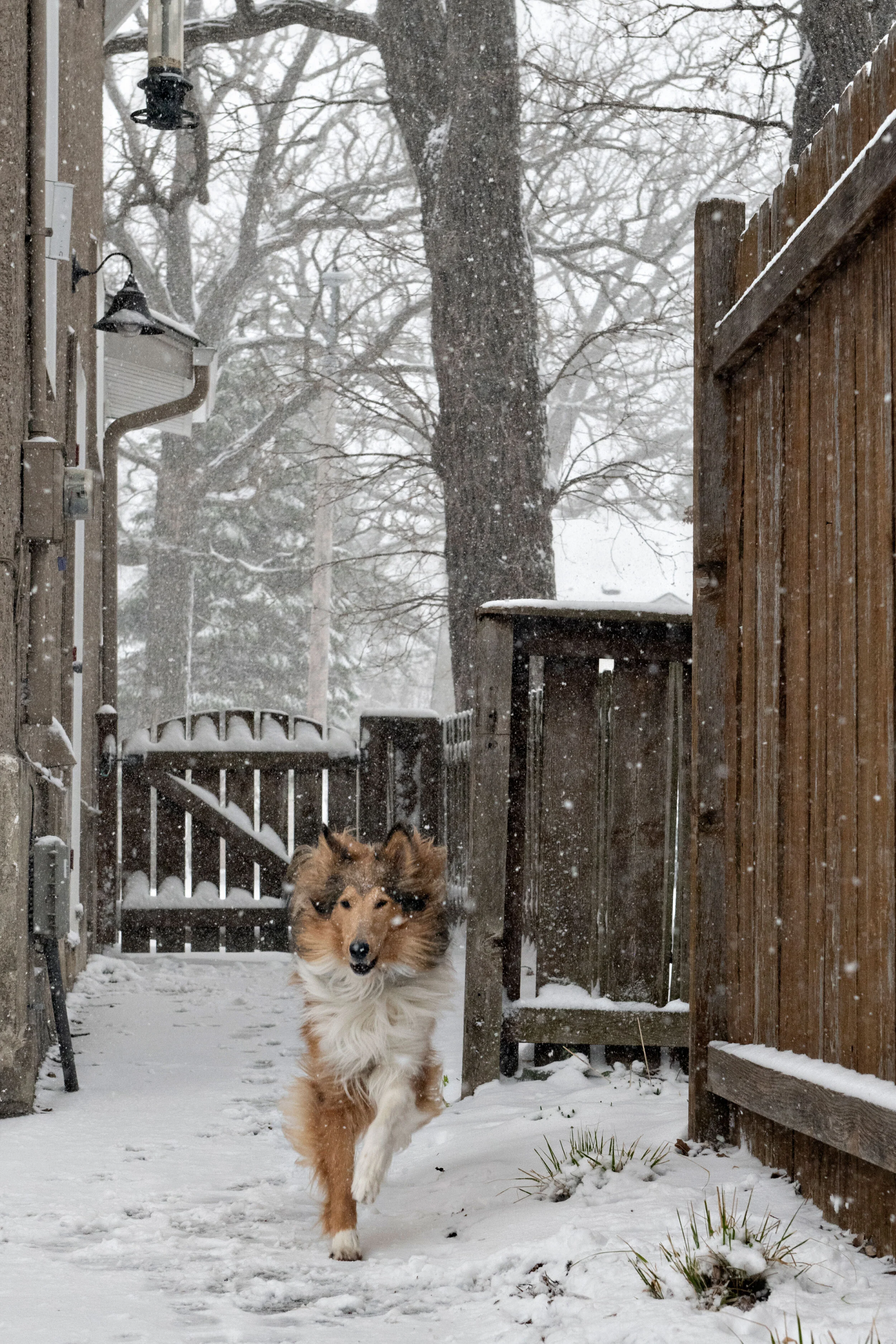 Minneapolis-dog-photographer-outside-snow-Plesser-041220-01.jpg