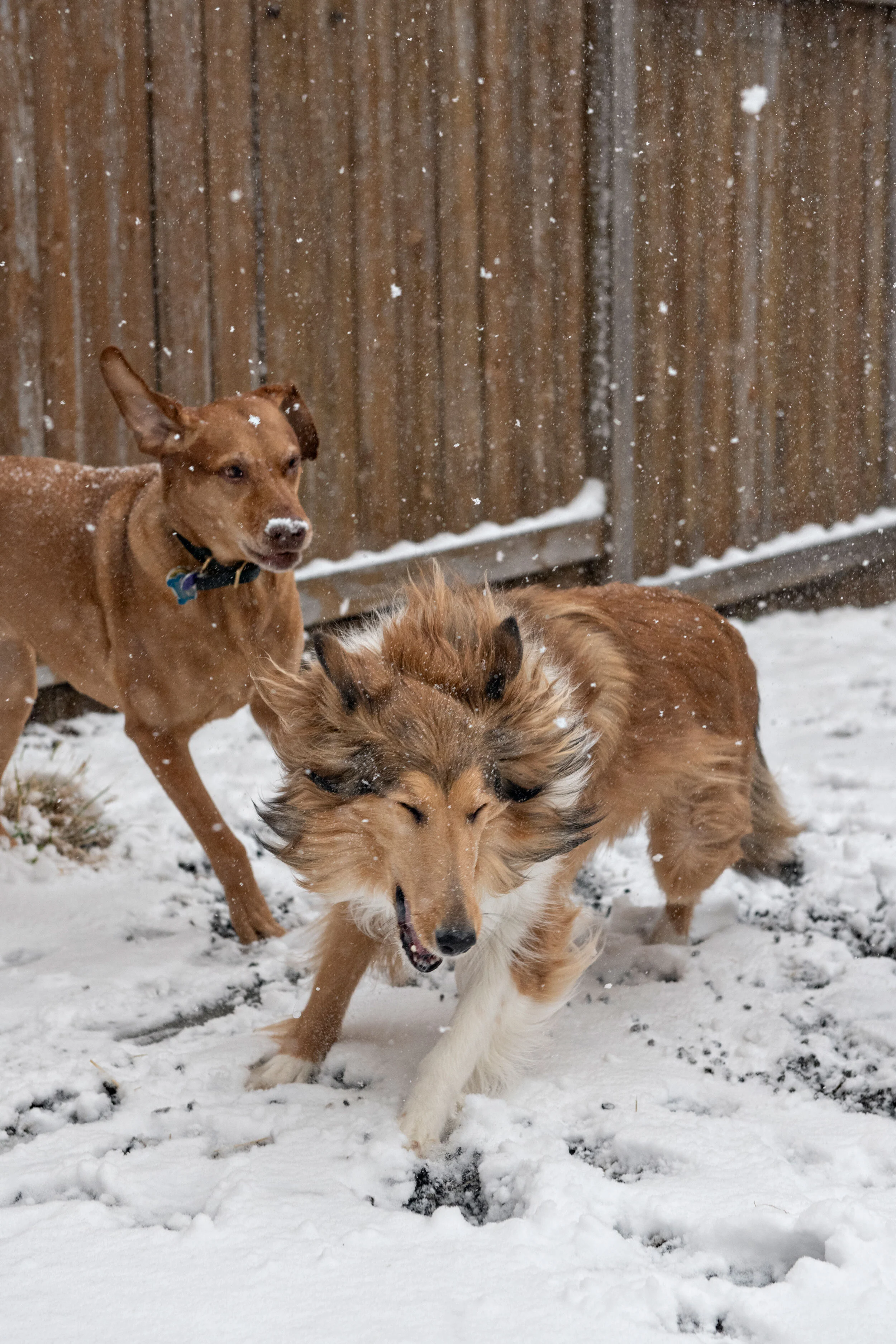 Minneapolis-dog-photographer-outside-snow-Plesser-041220-04.jpg