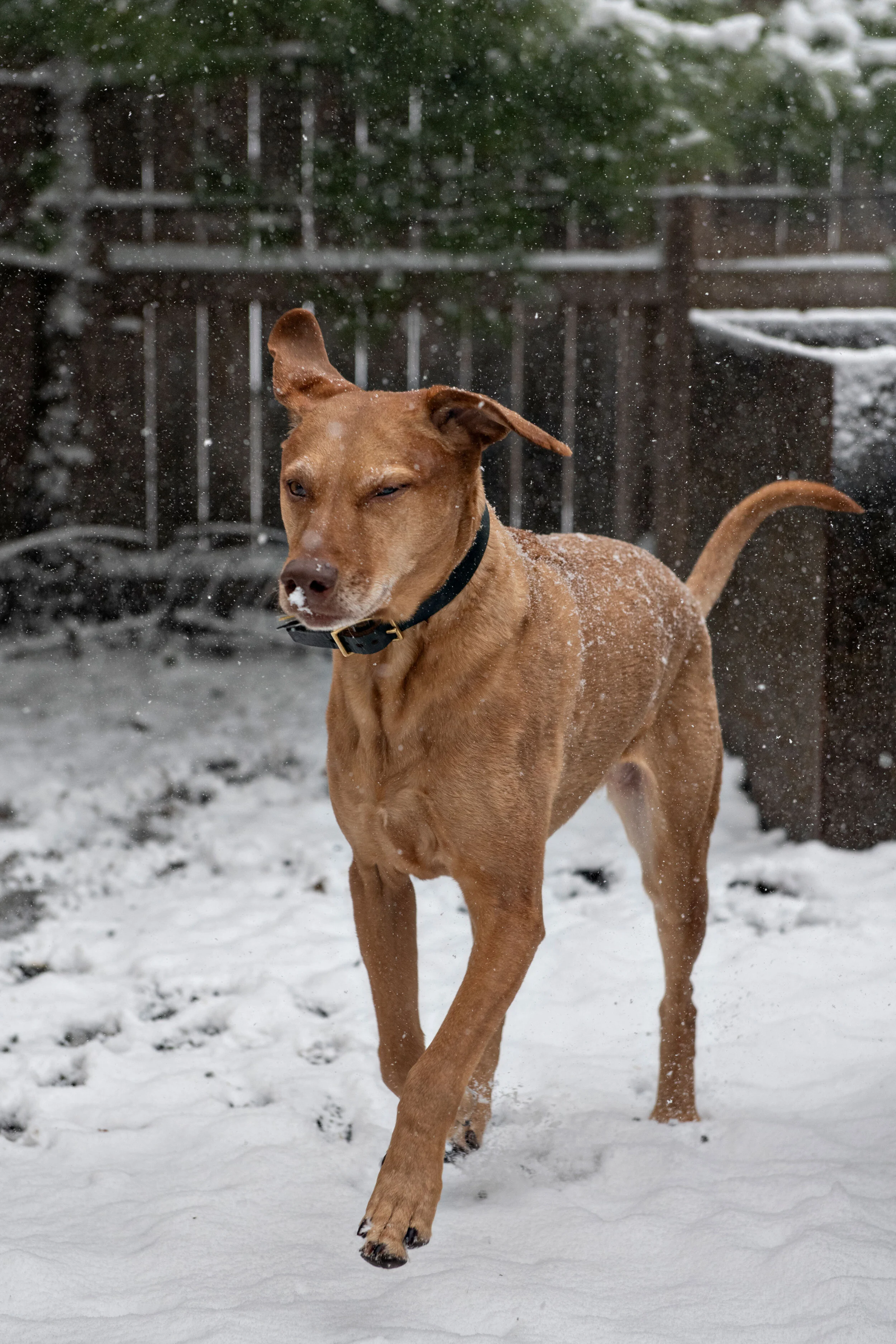 Minneapolis-dog-photographer-outside-snow-Plesser-041220-05.jpg