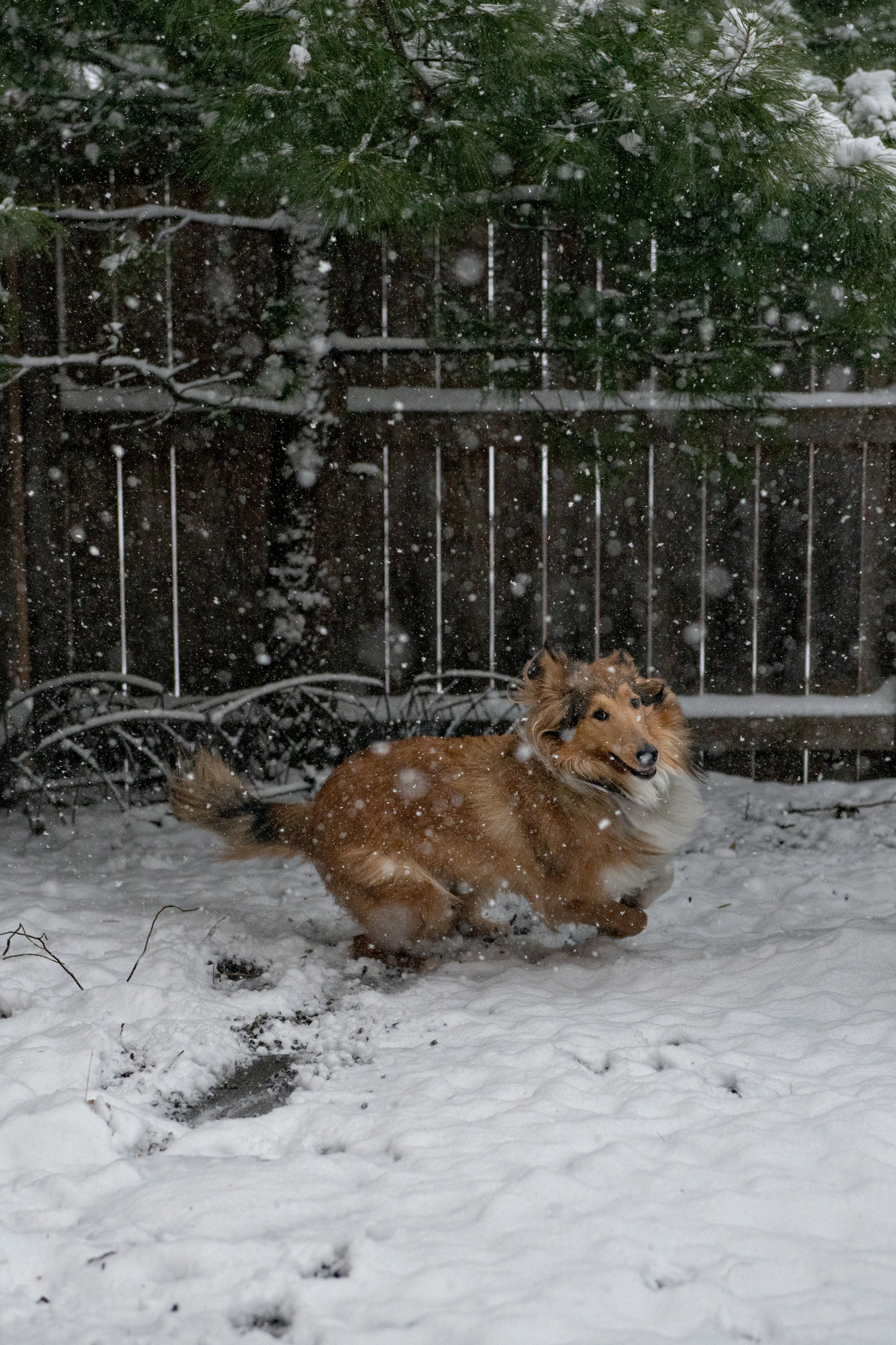 Minneapolis-dog-photographer-outside-snow-Plesser-041220-06.jpg