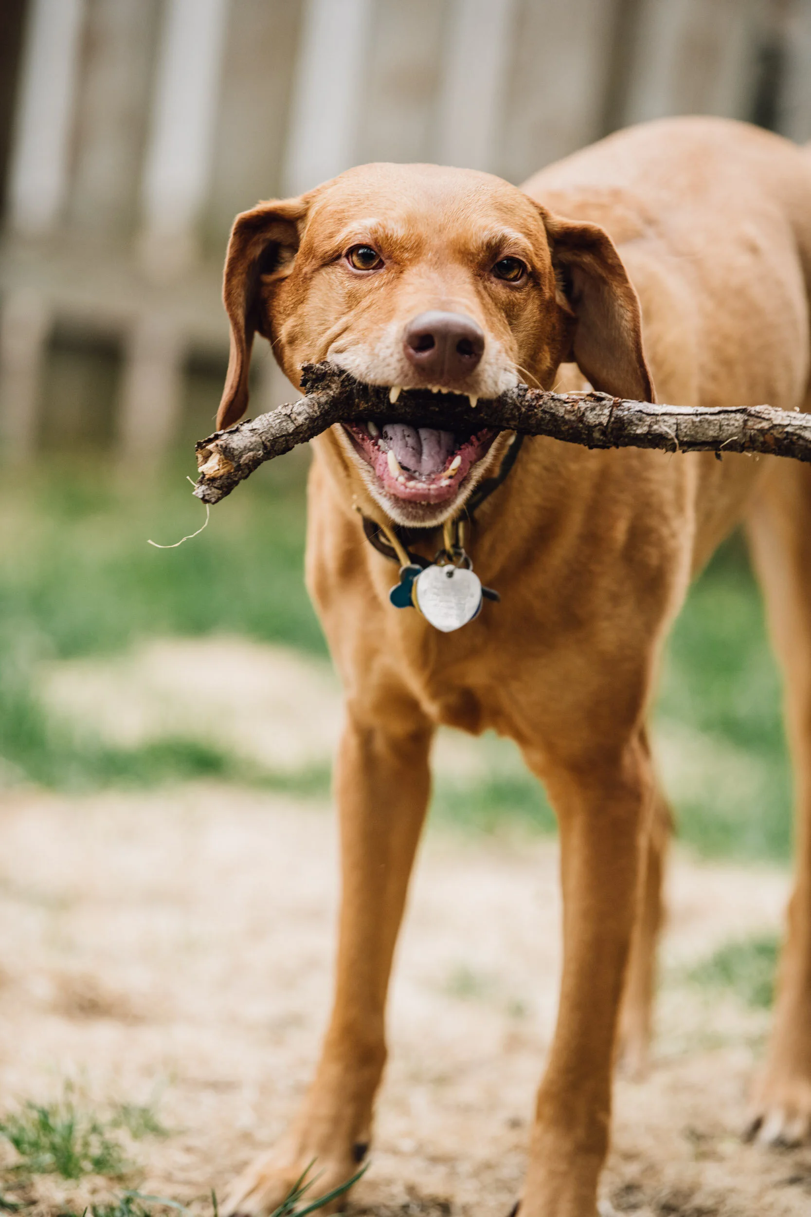 Minneapolis-dog-photographer-vizsla-playing-051320-6665.jpg