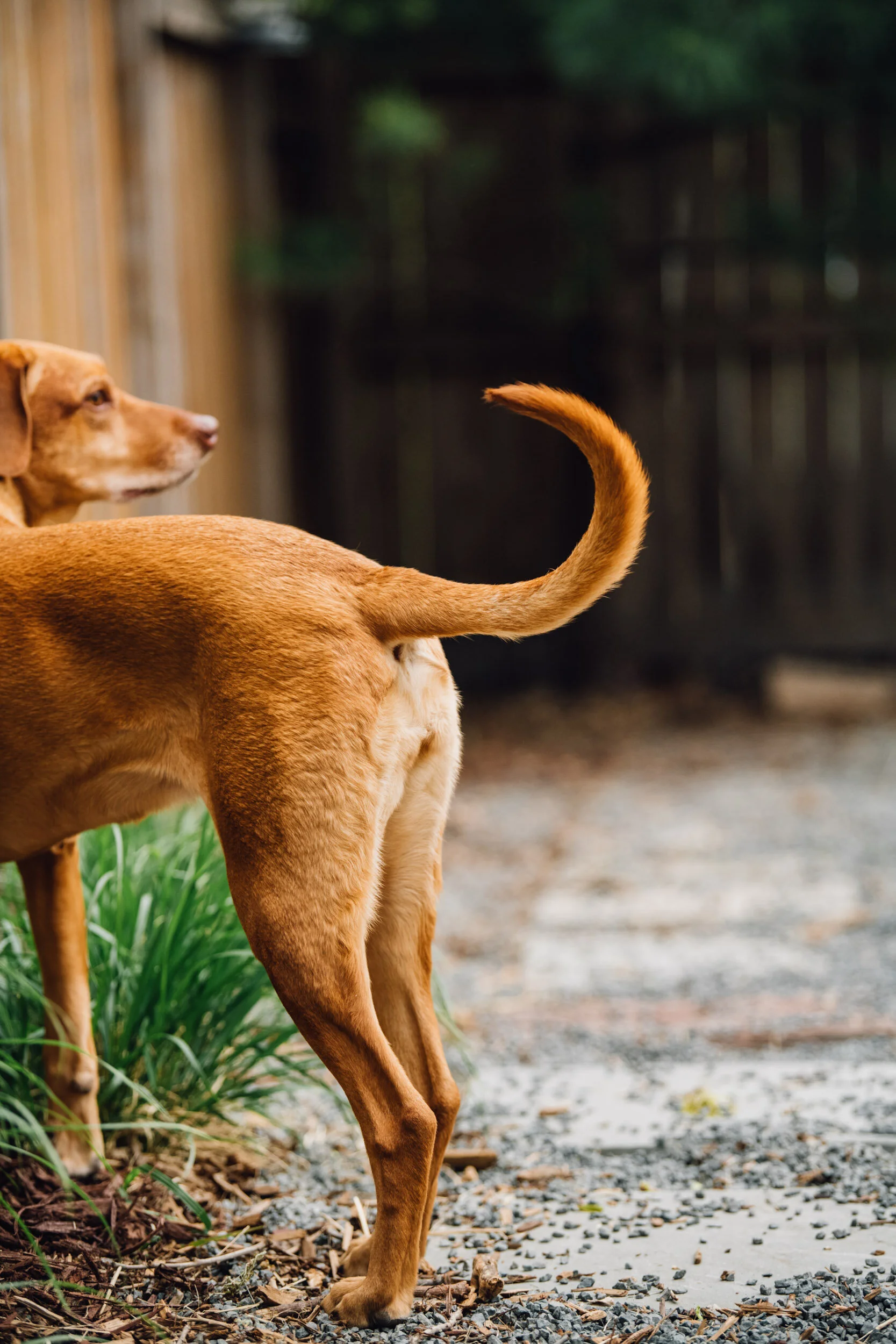Minneapolis-dog-photographer-vizsla-playing-051320-6611.jpg