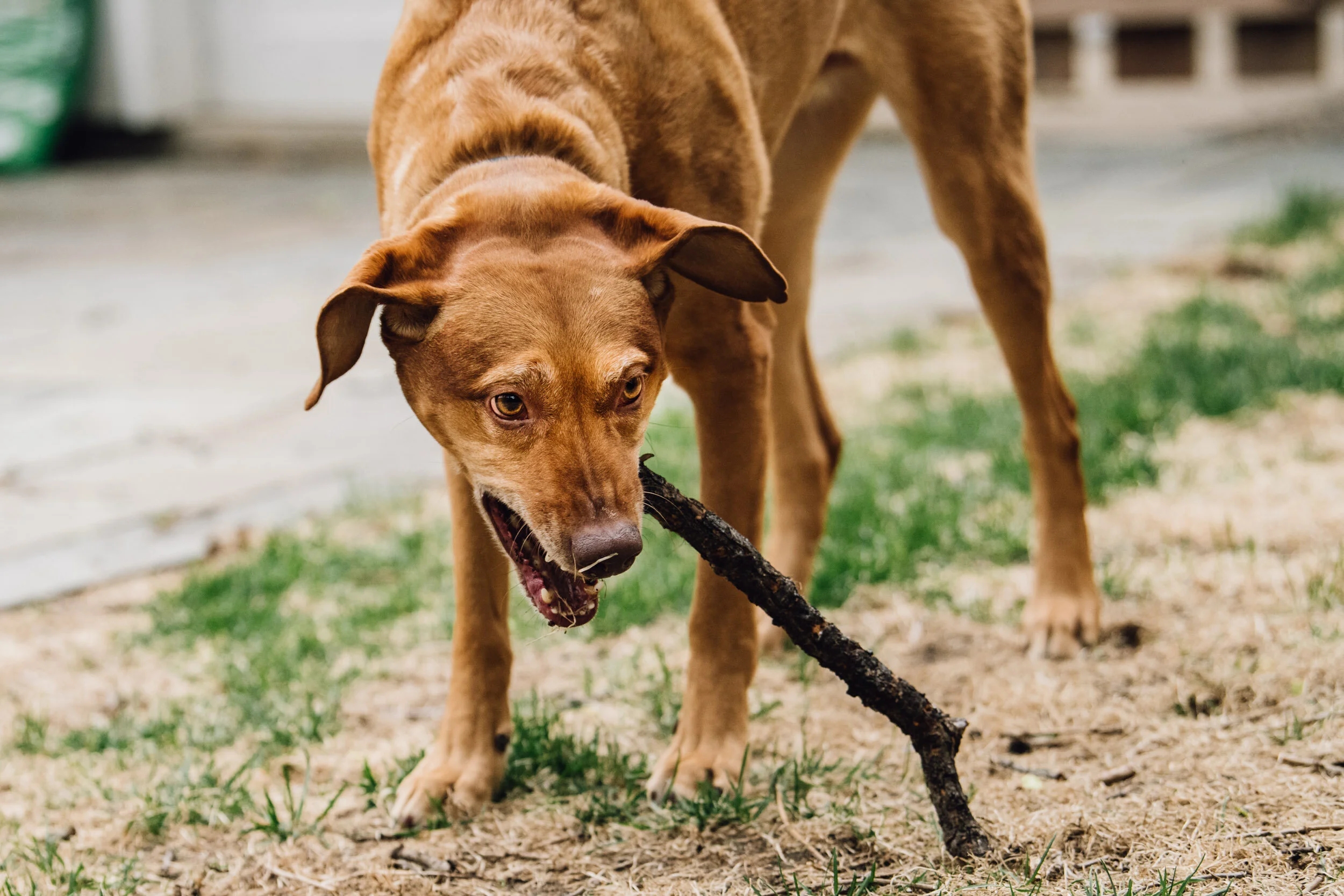 Minneapolis-dog-photographer-vizsla-playing-051320-6691.jpg