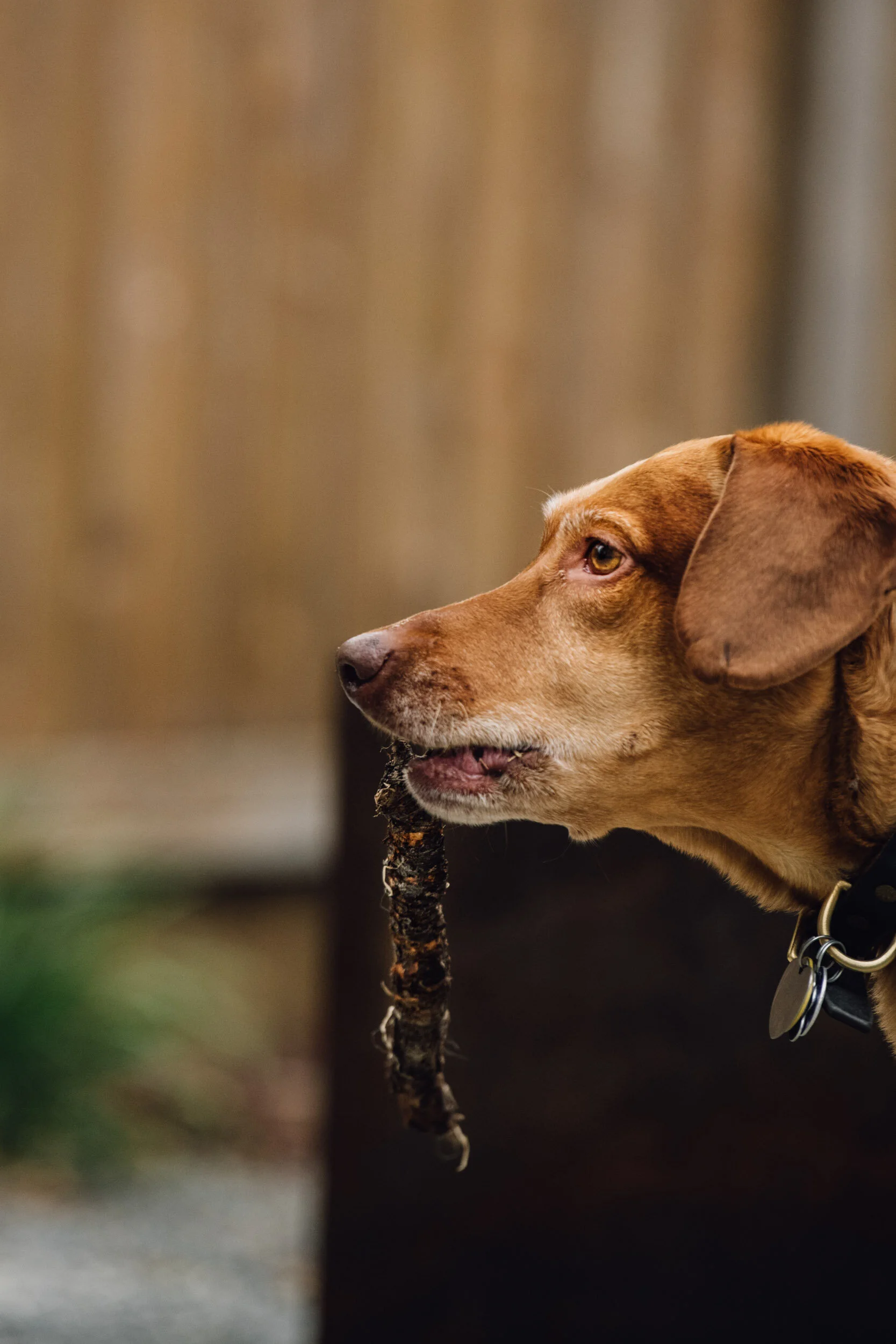 Minneapolis-dog-photographer-vizsla-playing-051320-6716.jpg