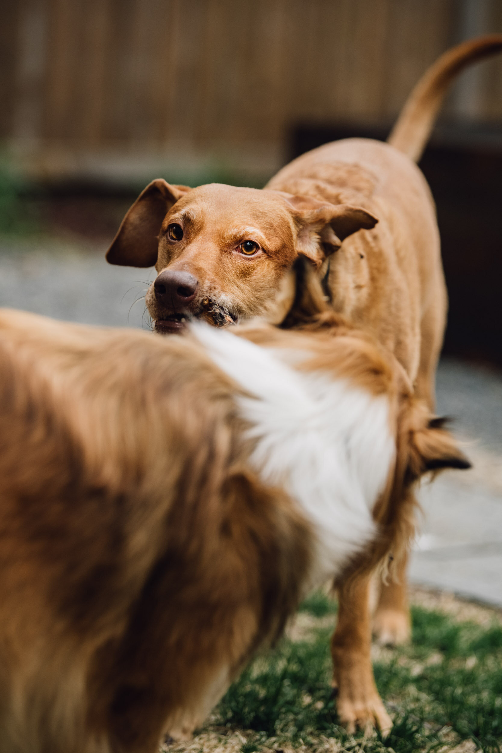 Minneapolis-dog-photographer-vizsla-playing-051320-6744.jpg