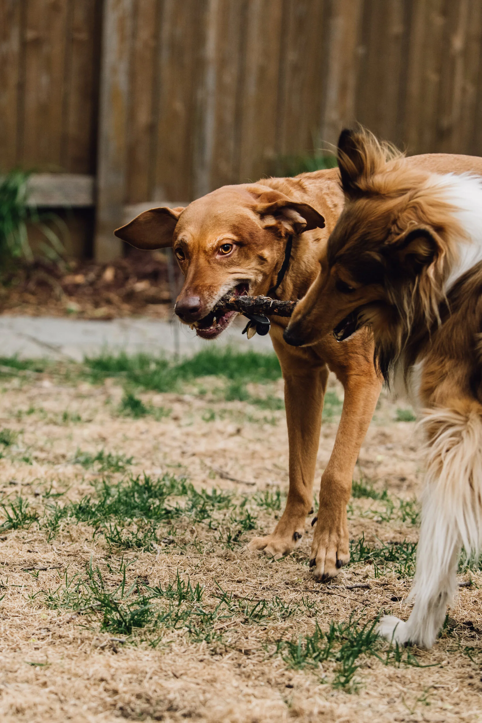 Minneapolis-dog-photographer-vizsla-playing-051320-6734.jpg