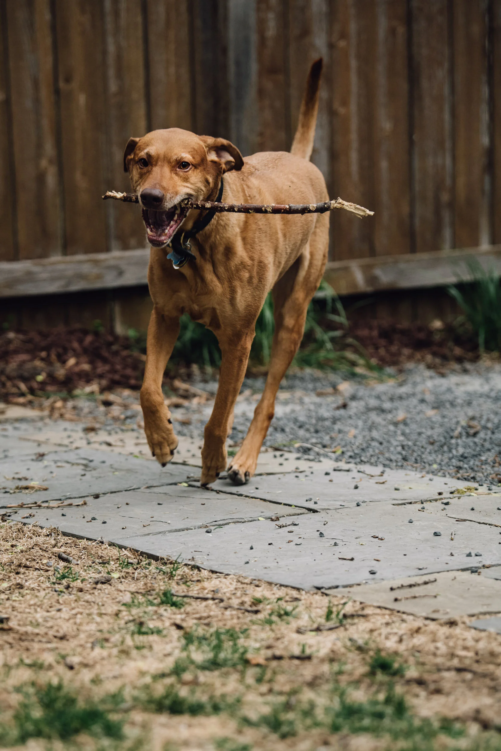 Minneapolis-dog-photographer-vizsla-playing-051320-6789.jpg