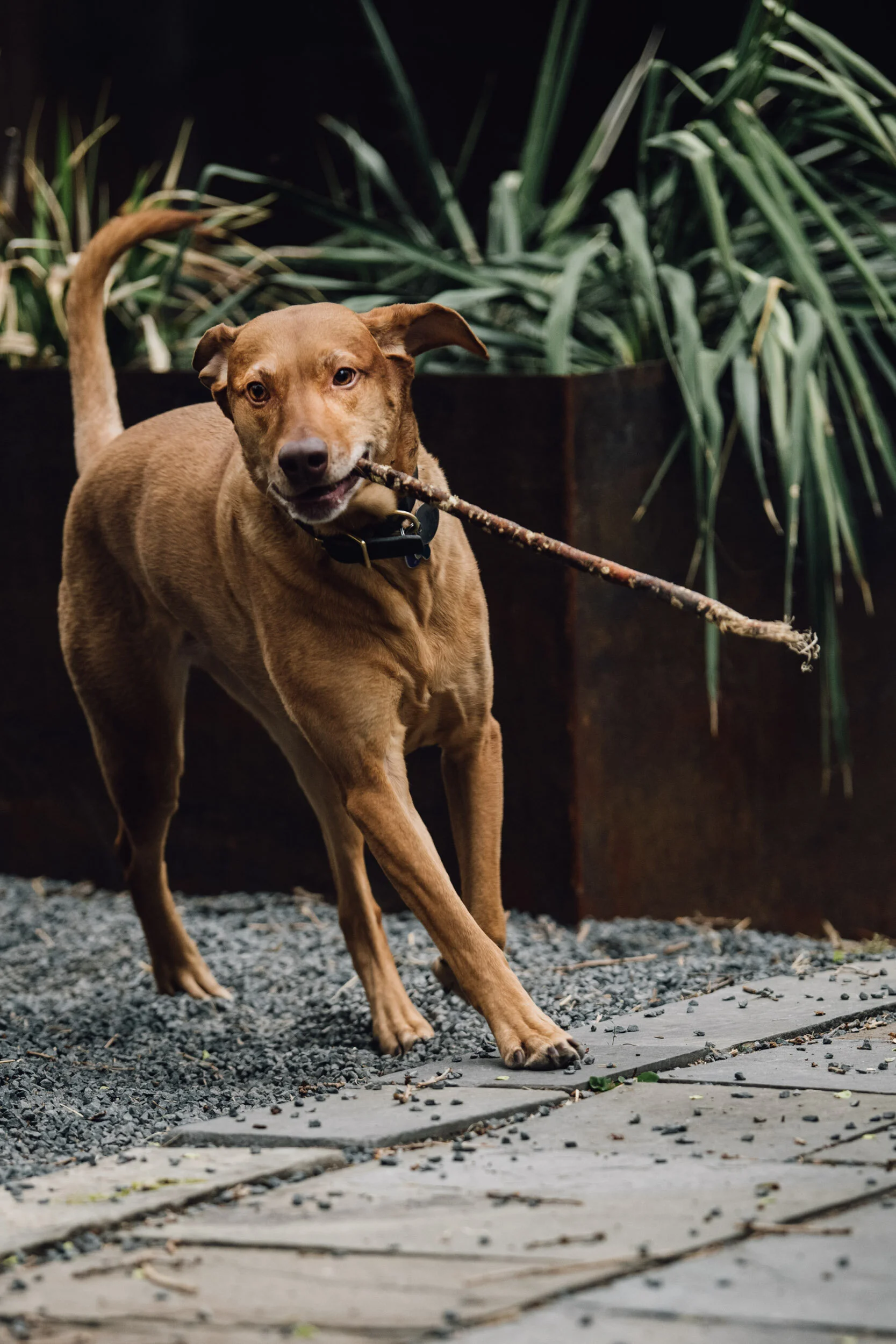 Minneapolis-dog-photographer-vizsla-playing-051320-6810.jpg