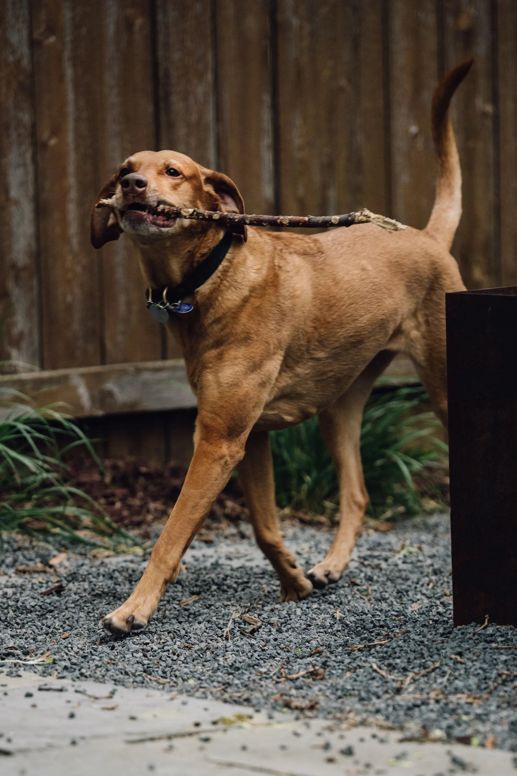 Minneapolis-dog-photographer-vizsla-playing-051320-6821.jpg