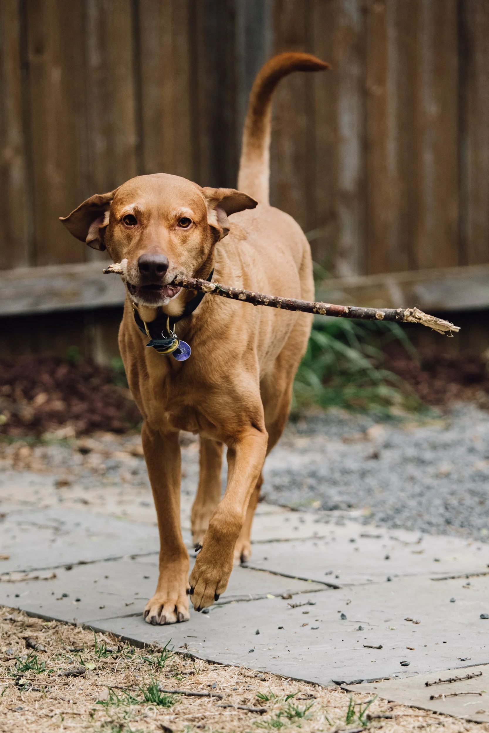 Minneapolis-dog-photographer-vizsla-playing-051320-6824.jpg