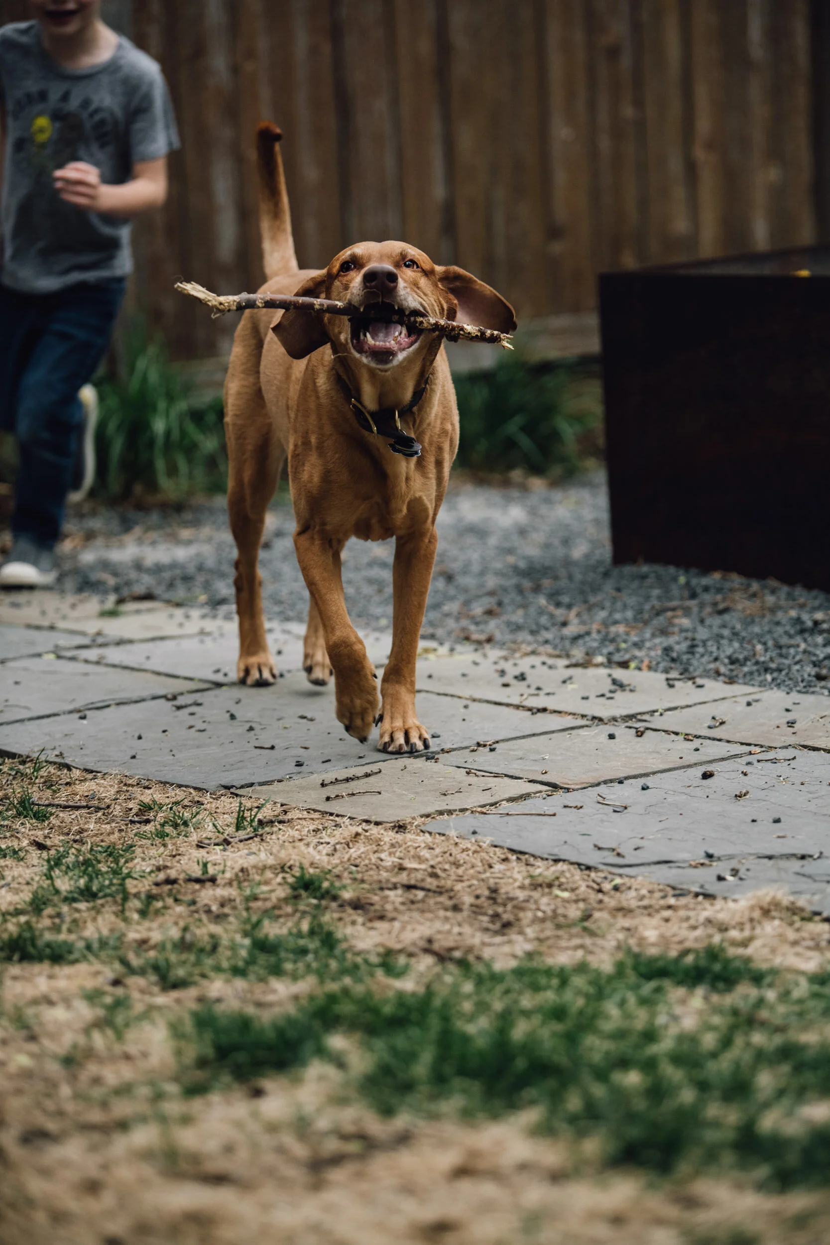Minneapolis-dog-photographer-vizsla-playing-051320-6862.jpg