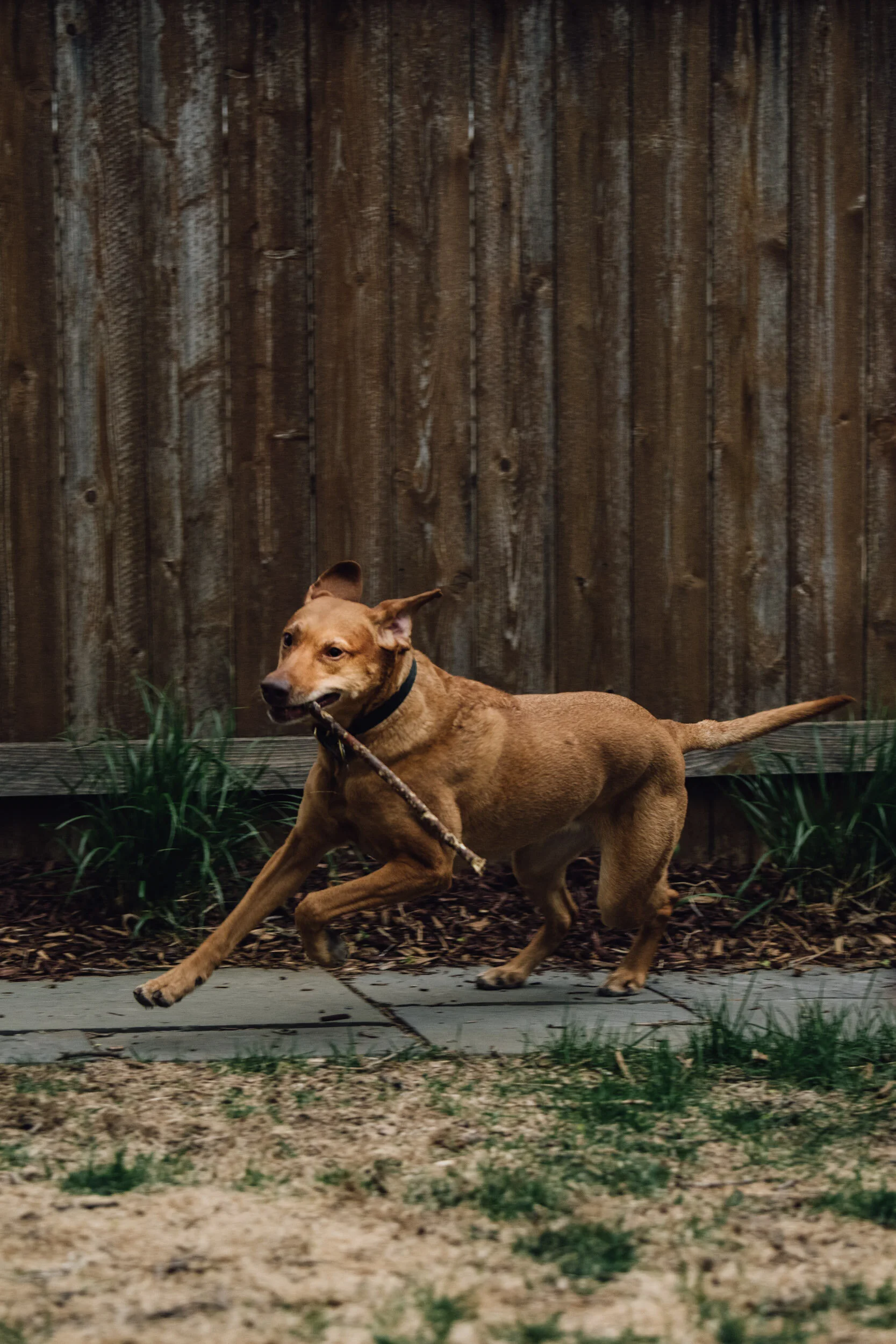 Minneapolis-dog-photographer-vizsla-playing-051320-6892.jpg