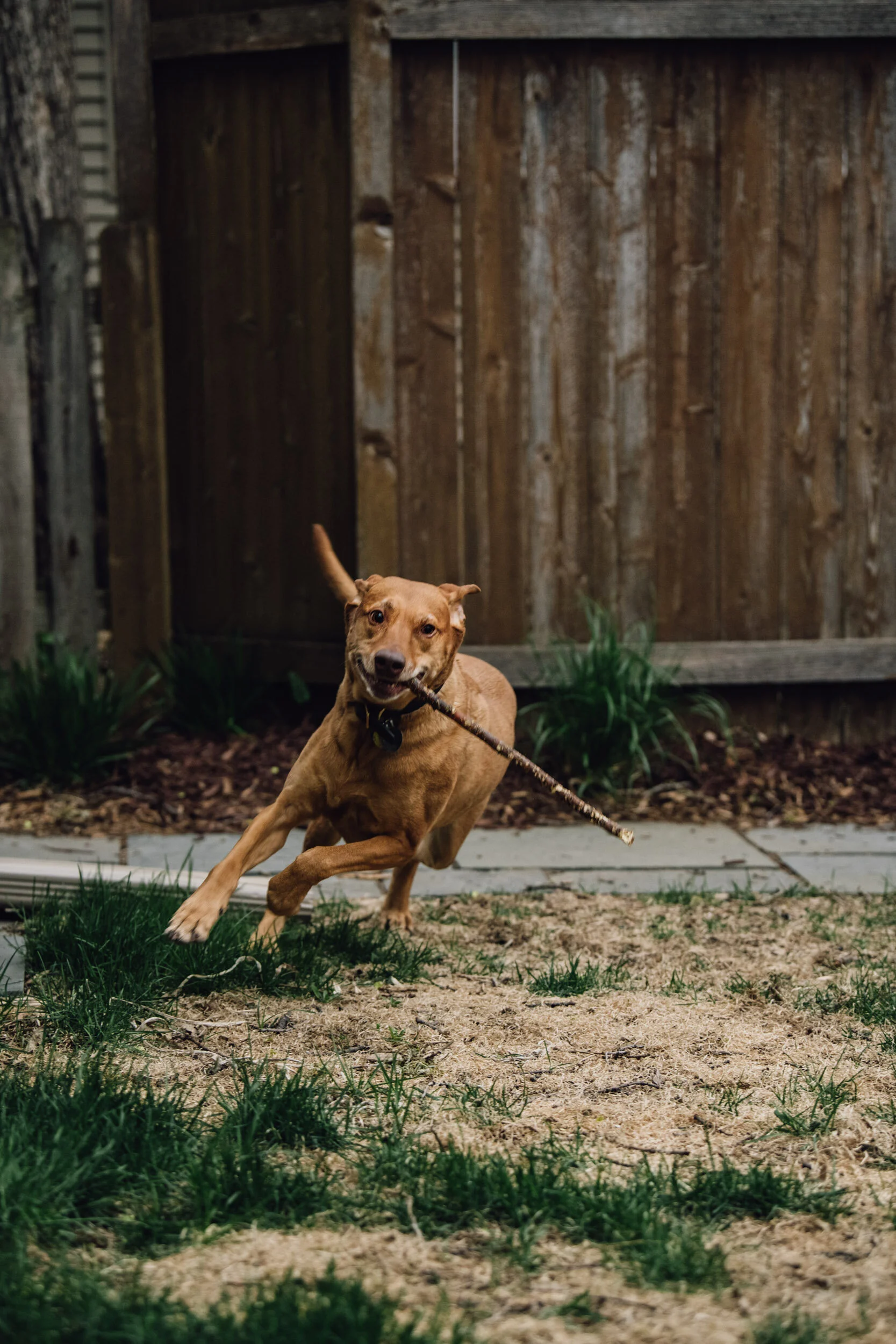 Minneapolis-dog-photographer-vizsla-playing-051320-6894.jpg